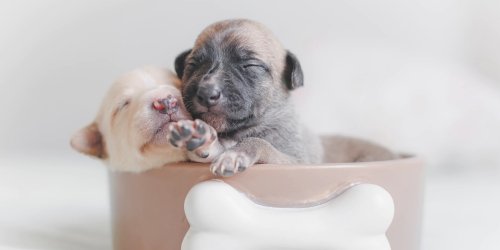 Puppy and kitten vet in Chandler, AZ